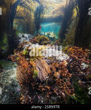 Snakelocks Anemone (Anemonia viridis) und verschiedene braune und grüne Algen, im flachen, sonnendurchfluteten Meer vor der Insel Guernsey Stockfoto