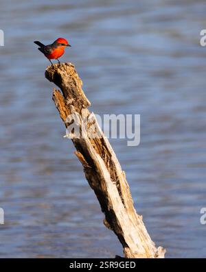 Vertikales Foto von Zinnschnäpper mit Schwanz oben in süßer und frecher Pose auf gebrochenem Baumstamm im El Rio Preserve in Arizona, USA Stockfoto