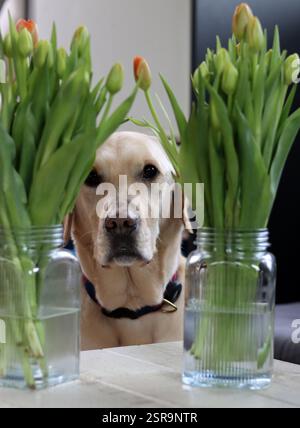 Labrador Retriever Hund Nahaufnahme Schuss. Happy PET Konzept. Stockfoto