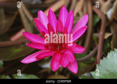 Stern Seerose nymphaea nouchali rosa Stern im Botanischen Garten, Howrah, Westbengalen, Indien, Asien Stockfoto