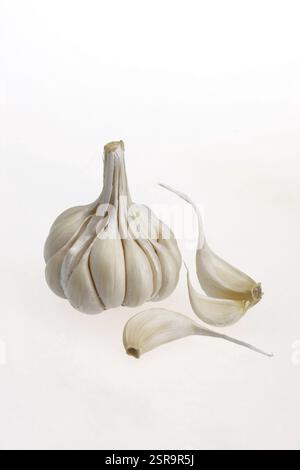 Indische Gewürze, volle Knoblauchzwiebeln und Nelken allium sativum auf weißem Hintergrund Stockfoto