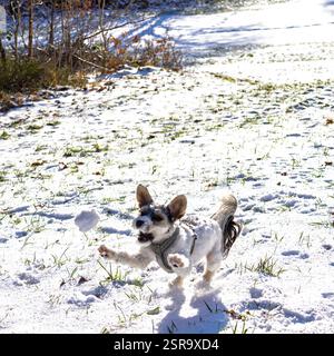 Ein verspielter Biewer Terrier, der die schneebedeckte Natur genießt, dessen flauschiges Fell sich wunderbar mit der weißen Winterlandschaft abhebt. Stockfoto