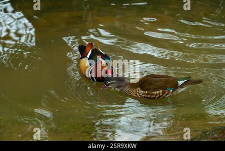 Zwei Mandarinenente (Aix galericulata), die im Teich schwimmen. Stockfoto