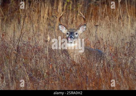 Weißschwanzbock (Odocoileus virginianus) in hohem Gras Stockfoto