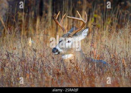 Weißschwanzbock (Odocoileus virginianus) in hohem Gras Stockfoto