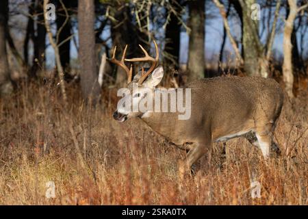 Weißschwanzbock (Odocoileus virginianus) Stockfoto