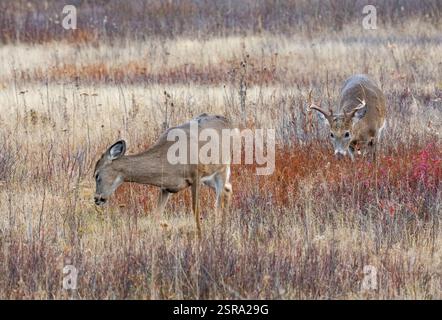 Weißschwanzbock (Odocoileus virginianus) nähert sich einem Weibchen während der Furche Stockfoto