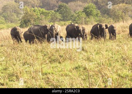 Elefantenherde im jim corbett Nationalpark Garhwal, Uttaranchal Uttarakhand, Indien, Asien Stockfoto
