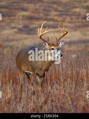 Weißschwanzbock (Odocoileus virginianus) Stockfoto
