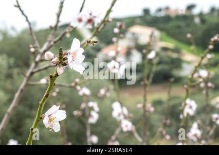 Detail der Mandeln in Blüte mit westlicher Honigbiene (APIs mellifera) vor dem Dorf Cargese an der Westküste, Korsika, Frankreich, Europa Stockfoto