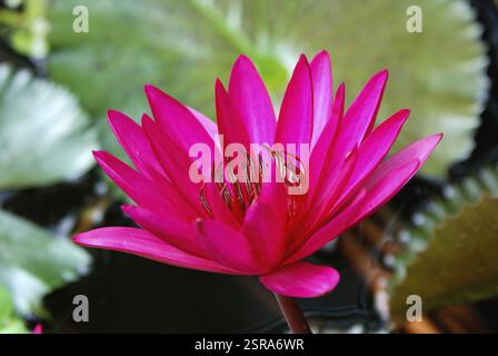 Stern Seerose nymphaea nouchali rosa Stern im Botanischen Garten, Howrah, Westbengalen, Indien, Asien Stockfoto
