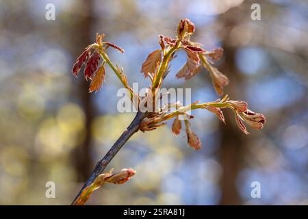 Eine Nahaufnahme einer Nordener Rote Eiche (Quercus rubra) Zweigknospen, die im warmen Sonnenlicht des Frühlings mit neuen Blättern auftauchen. Stockfoto
