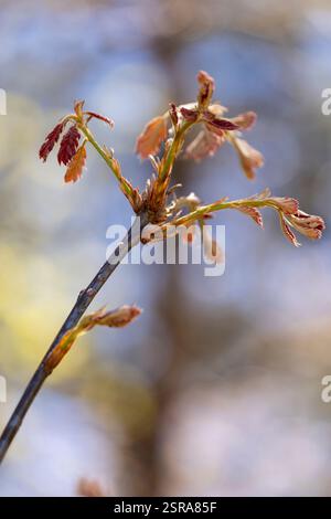 Eine Nahaufnahme einer Nordener Rote Eiche (Quercus rubra) Zweigknospen, die in der Frühlingssonne mit neuen Blättern auftauchen. Stockfoto