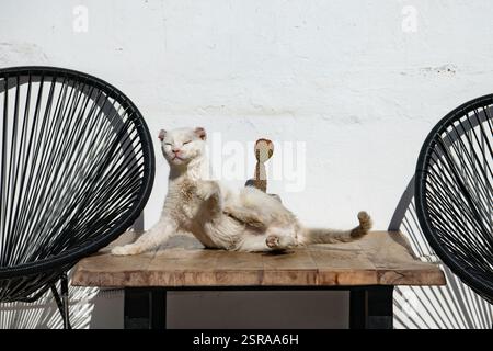 Weiße Katze, die komisch auf einem Holztisch zwischen zwei Stühlen liegt Stockfoto