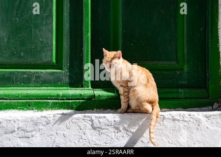 Süße Ingwerkatze, die vor einer grünen Tür in Griechenland sitzt Stockfoto