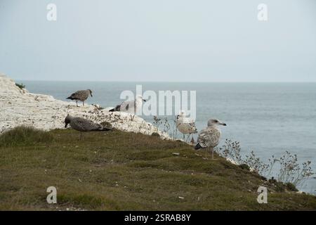 Vier Möwen auf den Klippen von Seaford, Großbritannien, auf der Suche nach Essen. Stockfoto