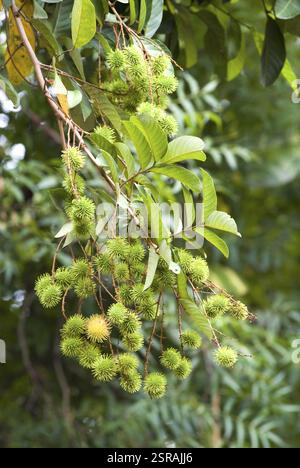 Unreife Rambutanfrüchte Nephelium lappaceum sapindaceae, Kerala, Indien, Asien Stockfoto