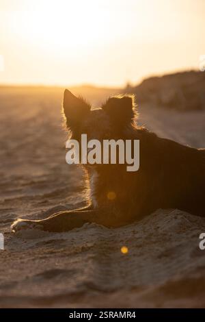 Border Collie zum Entspannen am Strand bei Sonnenuntergang Stockfoto