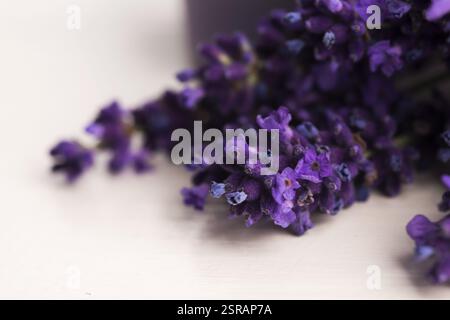 Lavendel Blumen Stockfoto