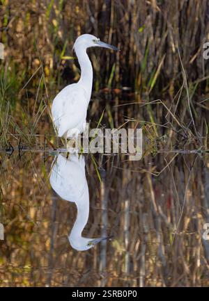 Angeln des kleinen Blaureihers (Egretta caerulea) Stockfoto