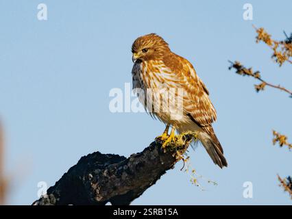 Rotschulterfalke (Buteo lineatus) Stockfoto