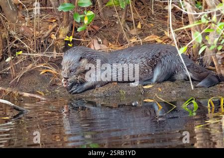 Der nordamerikanische Fluss Otter (Lontra canadensis) verzehrt einen Fisch am Ufer eines Flusses Stockfoto