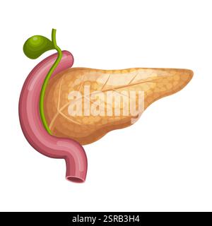 Pankreasanatomie. Medizinische Illustration der inneren Organe auf weißem Hintergrund. Anatomisches und Gesundheitskonzept. Vektor nicht AI generiert Stockfoto