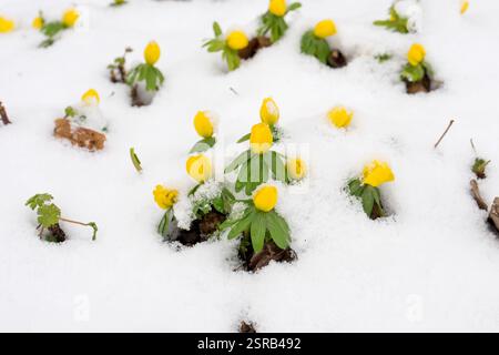 Detaillierte Aufnahme von gelben Winterakoniten im Schnee Stockfoto