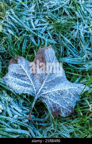 Ein einzelnes Herbstblatt auf einer frostbedeckten Wiese Stockfoto