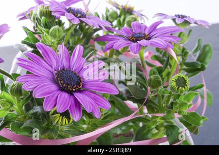 Veilchen Gänseblümchen Stockfoto