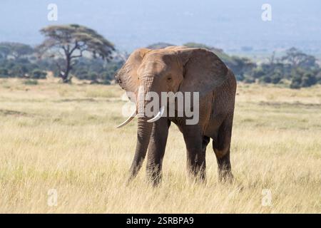 Elefantenbulle, loxodonta africana, im Grasland des Amboseli National Park, Kenia. Vorderansicht. Stockfoto
