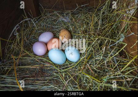 Frische und farbenfrohe Eier von Hühnern verschiedener Rassen wie Araucana und Ameraucana in einem Heunest und ein Holzei, um sie zum Eilegen anzuregen. Stockfoto