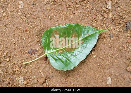 Heiliges Feigenblatt Ficus religiosa Pipal Peepul pippala Pimpal Bodhi, Indien, Asien Stockfoto