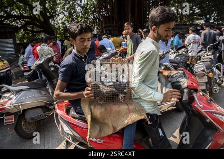 Tauben im Käfig für Verkauf, Tauben Markt, Pune, Maharashtra, Indien, Asien Stockfoto