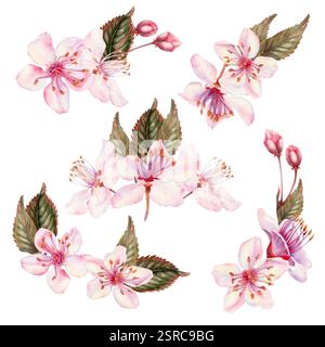 Blumensträuße aus Kirschblüten mit grünen Blättern auf weißem Hintergrund. Frühlingsblühende Kirschblüten für das Hanami-Festival. Zarte Stifte Stockfoto
