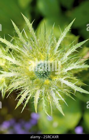 Blütenstandsboden Stockfoto
