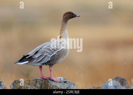 Rosafarbene Gans (Anser brachyrhynchus), Seitenansicht eines Erwachsenen, der auf dem Boden steht, Nordwestregion, Island Stockfoto