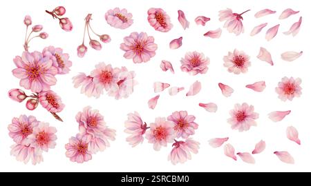 Set aus rosa Sakura-Blüten und -Blumen. Kirschblüten in zarten Rosa-, Flieder- und Lila-Tönen. Realistische Aquarellmalerei der Frühlingskirschblüte Stockfoto