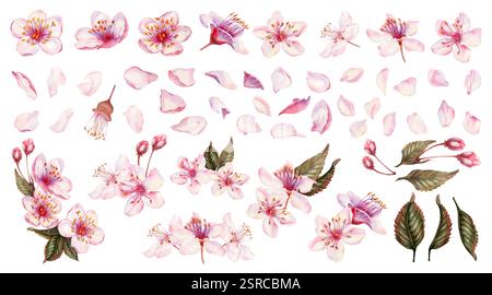 Set aus rosa Sakura-Blüten, Blumen, grünen Blättern. Kirschblüten in zarten Rosa-, Flieder- und Lila-Tönen. Realistische Aquarellmalerei der Frühlingsche Stockfoto