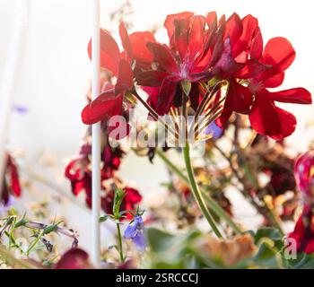 Geranien in der frühen Morgensonne. Stockfoto