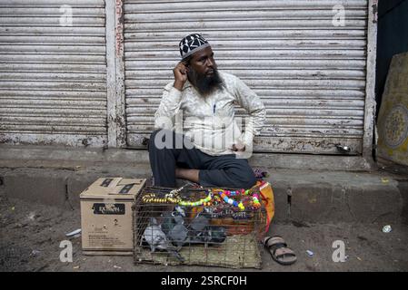 Tauben im Käfig für Verkauf, Tauben Markt, Pune, Maharashtra, Indien, Asien Stockfoto