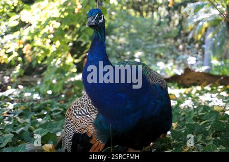 Nahaufnahme eines männlichen Pfauens mit wunderschönen bunten Federn im Berliner Wald der Pfaueninsel. Stockfoto