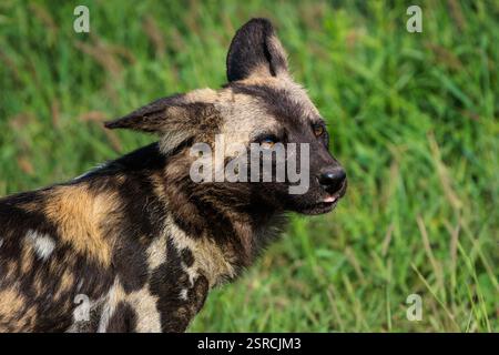 Afrikanischer Wildhund im Gras. Stockfoto
