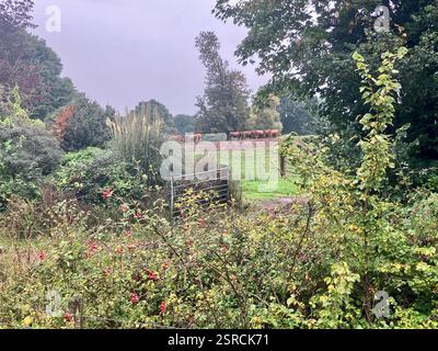 Ruby Red, Devon Vieh auf dem Feld. Ein Offenes Tor. Laub im Vordergrund. Stockfoto