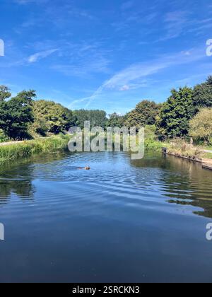 Ruhiger Blick auf den Exeter Ship Canal mit einem schwimmenden Hund und Schwänen im Hintergrund Stockfoto