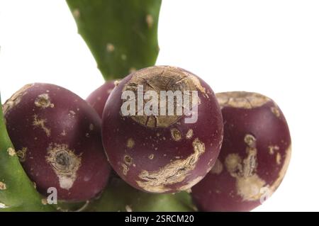 Feigenkaktus (Opuntia Ficus-indica) mit roten Früchten Stockfoto