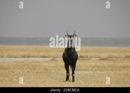 Blue Bull, Gir Wildlife Sanctuary, Gujarat, Indien, Asien Stockfoto
