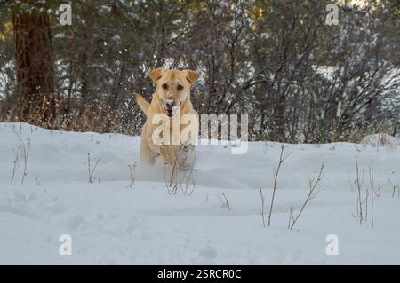 Ein gelber labrador, der an einem wunderschönen Wintertag im Südwesten von Colorado, Durango, USA, im Schnee spaziert Stockfoto