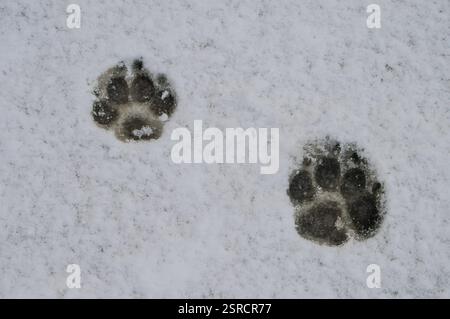 Verschneite Pfotenabdrücke auf dem Gehweg im Schnee, gelbes Labor spielt im Schnee in einem Schneesturm an einem verschneiten Tag im Südwesten von Durango, Colorado, USA Stockfoto