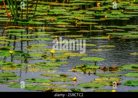 Ruhiger Teich mit gelben Seerosen und reflektierenden Blättern in einem natürlichen Feuchtgebiet Stockfoto